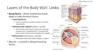 What Muscle Separates The Thoracic And Ventral Cavities? |  Homework.Study.Com