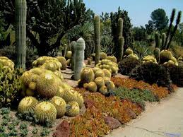 Queda geniales tanto en espacios exteriores ¡aportará vida y frescura! Jardin De Cactus Cuarenta Y Nueve Ideas De Como Elaborar Uno