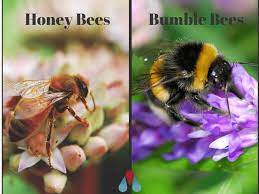 Bees belong to the order: Types Of Bees Bumblebees Vs Honeybees