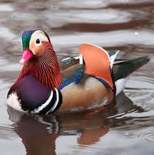 This print originates from 'de vogelwereld. Oh God What Has Happened To The Mandarin Duck