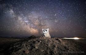 Ferret And Stars In Montana Earthsky Org Nature Conservation National Wildlife Refuge Montana