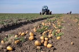 Der ideale zeitpunkt zum setzen der pflanzkartoffeln hängt von der sorte sowie der klimaregion ab. Kartoffeln Pflanzen Kartoffeln Setzen Umfassender Kartoffel Ratgeber