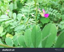 Image result for Tephrosia aequilata