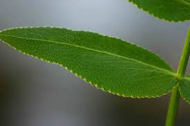 Image result for Sium repandum