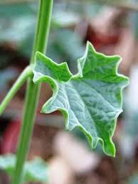 Image result for Cyclantheropsis parviflora