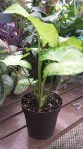 Maybe you would like to learn more about one of these? 16 Starter White Butterfly Syngonium Podophyllum Goosefoot Ideas House Plants Plants Arrowhead Plant