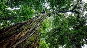 We did not find results for: A Personal Close Encounter To Nature At Monteverde Biological Reserve
