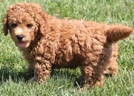 We are experienced at matching you to the best puppy options. 10 50 Lb Mini Goldendoodle Puppies Red Irish Colors
