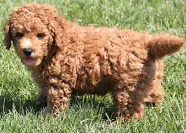 Check out okefeild acres available and upcoming mini teddybear goldendoodle puppies prepared for therapy, service work and excellent family pets. 10 50 Lb Mini Goldendoodle Puppies Red Irish Colors