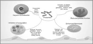 Image result for Protamine