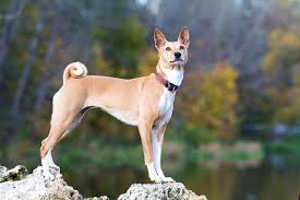 Da eine hundeallergie nicht nur von den haaren, sondern unter anderem auch vom speichel des hundes ausgelöst wird, kann ein wenig haarender hund das risiko für eine allergie zwar eindämmen, aber. Die 7 Besten Hunde Fur Allergiker Den Richtigen Hund Wahlen Hunde Handbuch Omlet De