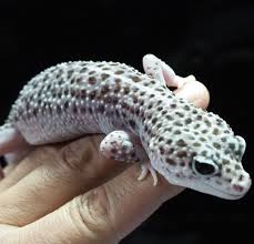 エキゾチックアニマル レオパ その他爬虫類 フクロモモンガ 販売 Ab 獨協大学前 草加松原 のその他のペットの無料広告 無料掲載の掲示板 ジモティー