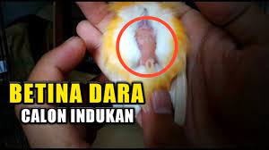 Tips Dan Ciri Kenari Betina Dara Mulai Siap Kawin Sinyocanarybreed Youtube