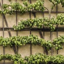 Einkaufs Und Pflanztipps Fur Spalierobst Spalier Wachsende Obstbaume Gartenspaliere