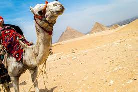 The minimum cost of living in the country reached 10,287 rubles ($159) per month by the end of 2018 and while that looks fine so how much money do russians themselves consider enough? Egypt Scam At The Giza Pyramids Beware The Camels