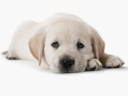 Cachorro mendoza means cub mendoza in english and refers to the fact that he is the youngers of the mendoza brothers ringo, indio and freddy all of whom are luchadors. Como Ayudar A Tu Cachorro A Quedarse Solo En Casa