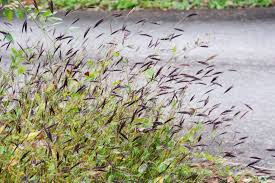 Image result for Arthraxon