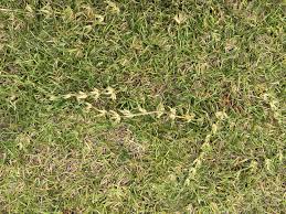 Image result for Lotononis bainesii