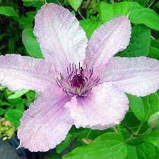Maybe you would like to learn more about one of these? Large 6 7ft Specimen Climber Clematis Pope John Paul Ii Clematis Plants Climbers And Vines Garden Plants