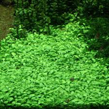 Image result for Glossostelma