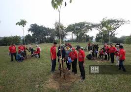 Ada diantaranya dapat dipastikan dari pokok apa, ada banyak juga yang ditemui di lantai hutan tanpa dapat ditentukan dari pokok mana datangnya. Upm Tanam Lebih 5 000 Anak Pokok