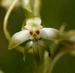Image result for Habenaria galactantha