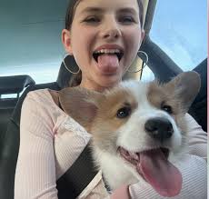 This is Cheddar. He is 2.5 years old and we live in Sylvan. Cheddar doesn't  always make friends (but isn't mean) but we would love to meet some more  corgis! He enjoys: