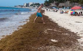 Sargazo ( seaweed )tulum mexico julio ( july ) 17 2019. El Sargazo Regresa Al Caribe Mexicano Principales Afectaciones En Playa Del Carmen Cozumel Y Tulum Video Aristegui Noticias