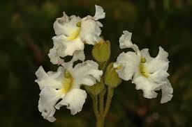 Image result for Harveya