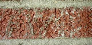 Because ivy can be more aggressive, there's a chance over time, an ivy invasion weakens a tree, making it a target for opportunistic pests. How To Remove Ivy From Walls Today S Homeowner