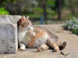 Ciri Ciri Kucing Hamil Dan Akan Melahirkan Pemilik Kucing Wajib Tahu Citizen6 Liputan6 Com