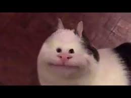 Polite Cat Know Your Meme