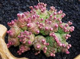 Maybe you would like to learn more about one of these? Mammillaria Bocasana Fred Forma Cristata Succulent Landscaping Succulents Succulent Landscape Design