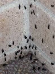 Expert recommended top 3 pest control companies in charleston, south carolina. 27 Pest Control Ideas Exterminator Pest Control Pest Problem