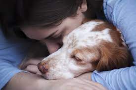 Ein hund darf immer nur dann eingeschläfert werden, wenn sowohl der hundebesitzer als auch ein tierarzt diesem schritt zustimmen. Hund Einschlafern Wenn Es Zeit Fur Den Abschied Ist Herz Fuer Tiere De