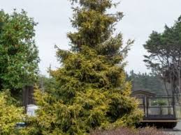 Oriental spruce (picea orientalis) the oriental spruce tree is a popular pyramidal ornamental tree best suited for large gardens. 10 Types Of Spruce Trees Everyone Should Know American Conifer Society