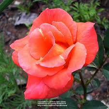 Rose Rosa Zambra Uploaded By Zuzu Rose Best Roses Beautiful Roses