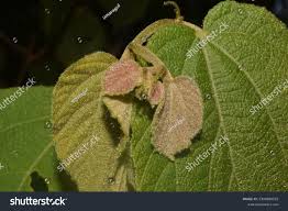 Image result for Guazuma