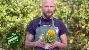 Margeriten Co Pflege Und Haltung Youtube