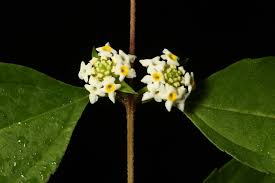 Image result for Lantana ukambensis