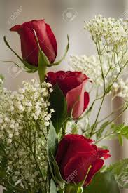 Drei Rote Rosen Say Love Blumen Rosen Schone Blumen Schone Rose