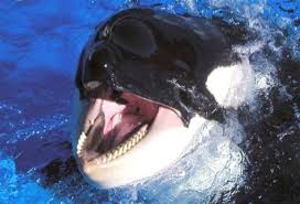 Entdecke rezepte, einrichtungsideen, stilinterpretationen und andere ideen zum ausprobieren. Killer Whale Tongue Cloudy Girl Pics