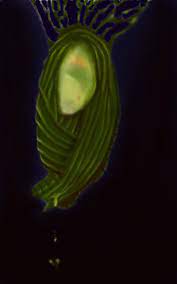 We did not find results for: Changeling Cocoon By Coporaptor On Deviantart
