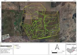 Image result for Chascanum adenostachyum