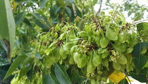 Image result for Ateleia herbert-smithii