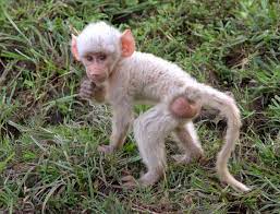 Albino Monkey Albino Baboon Albino Animals Baboon Albino
