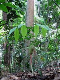 Image result for Intsia