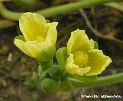 Image result for Limnocharitaceae