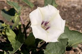 Image result for Datura