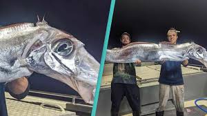 Fishermen catch terrifying 'doomsday fish' in rare sighting of deep-sea  creature with bizarre head shape